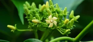 BloodArmor Gymnema Sylvestre