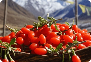Wolf (Goji) Berry Extract